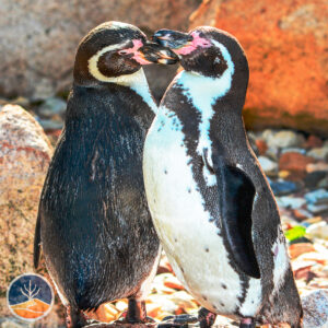 Pingüino de Humboldt