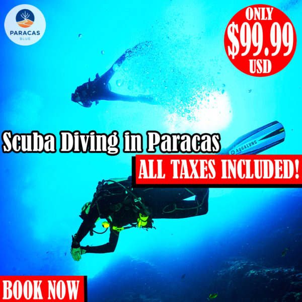 Buceo en Paracas para Principiantes