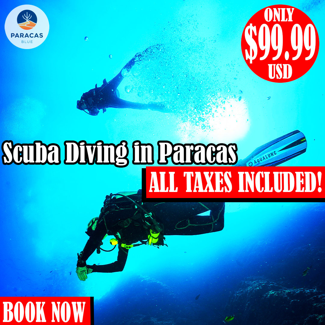 Buceo en Paracas para Principiantes