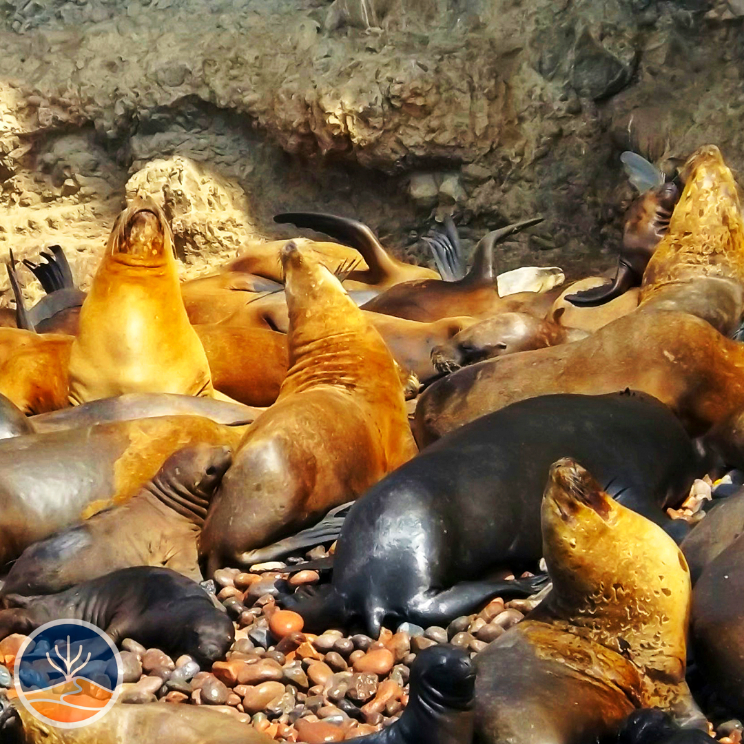 Lobos Marinos
