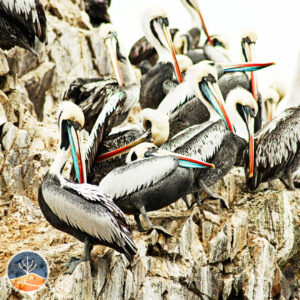 Pelicanos