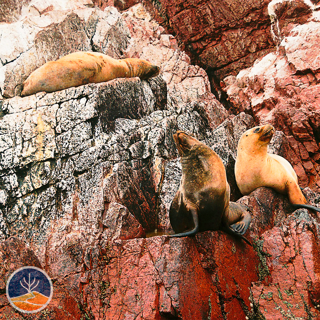 Lobos Marinos
