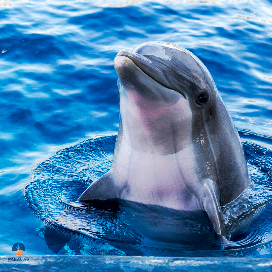 DELFIN_01