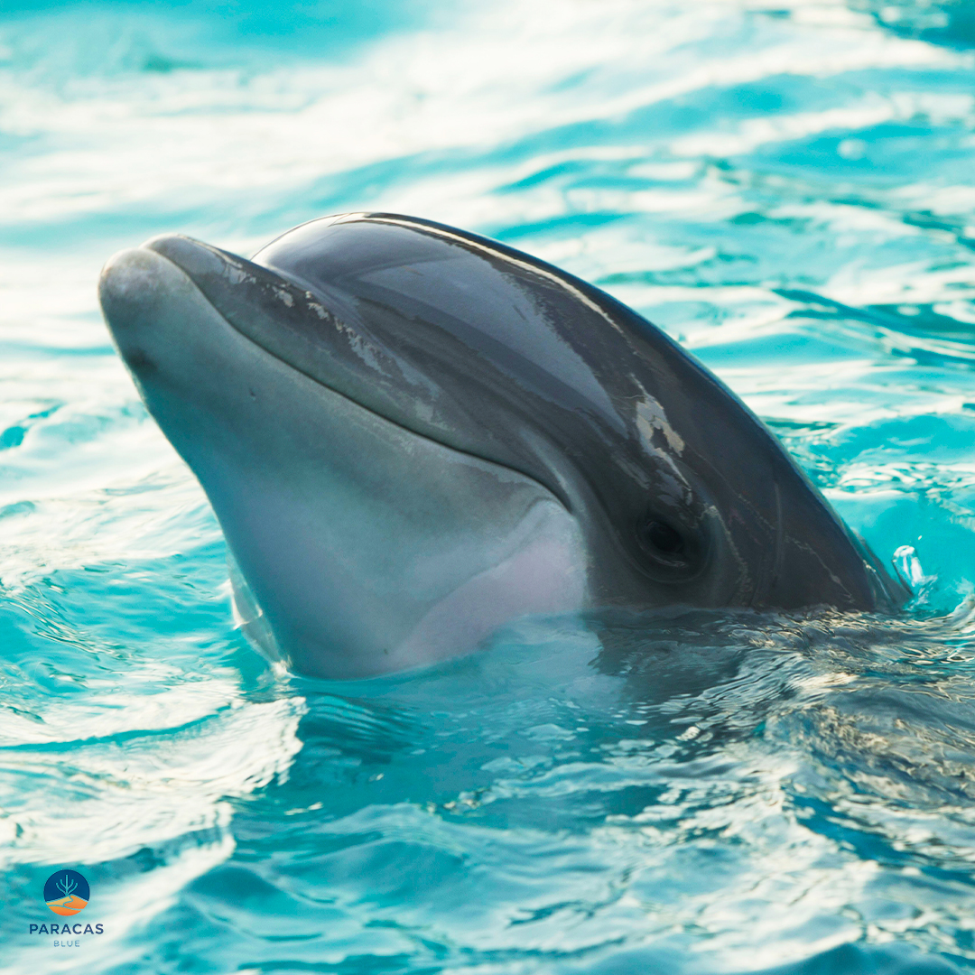 DELFIN_02