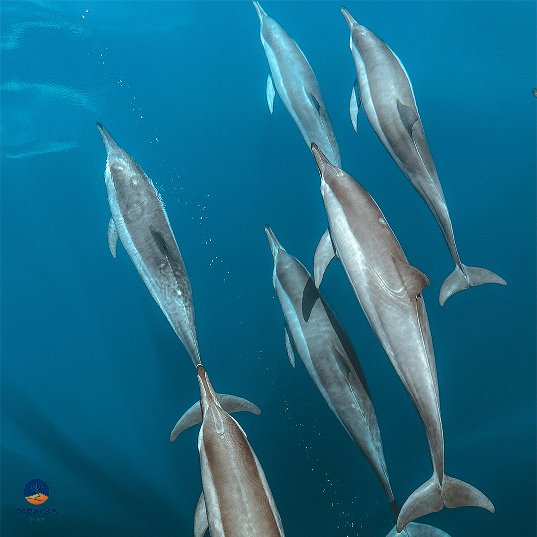 DELFIN_03