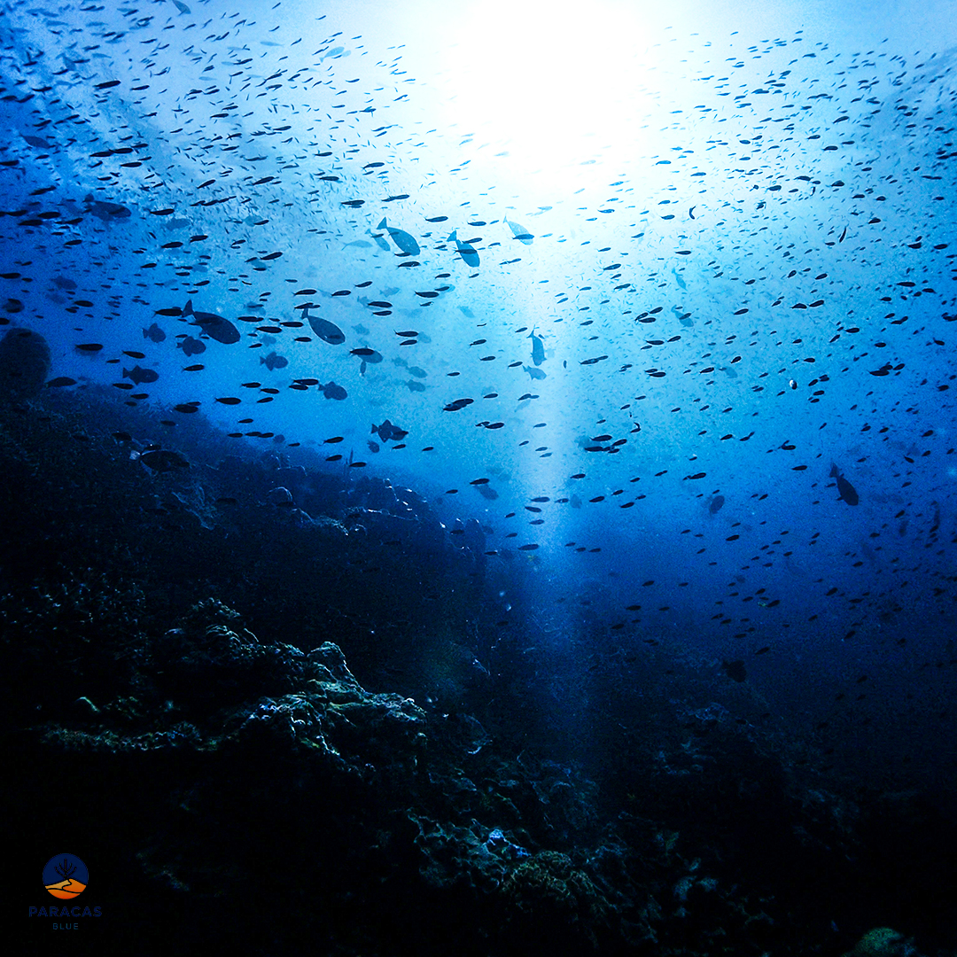 DIVING_06