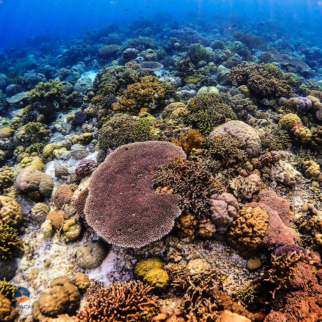 DIVING_07