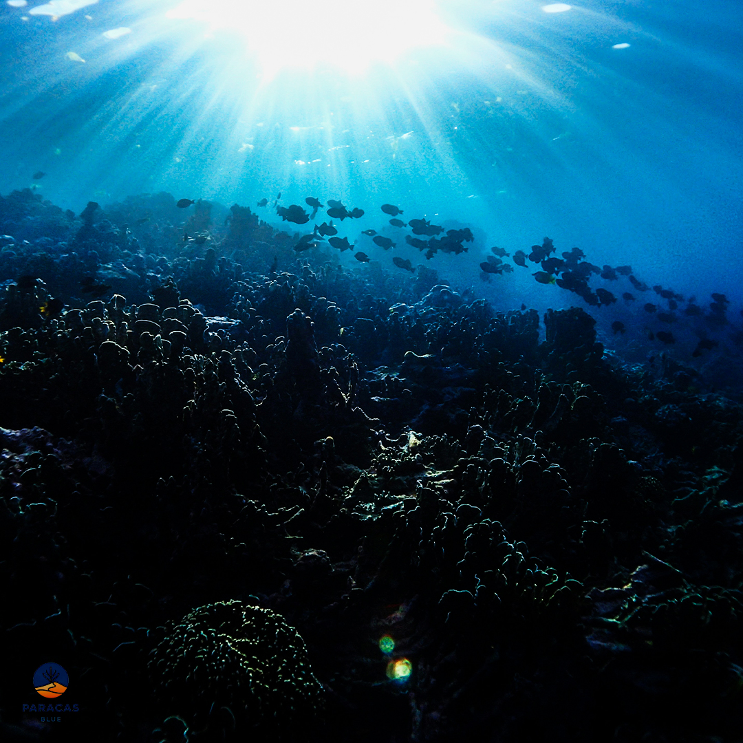 DIVING_08