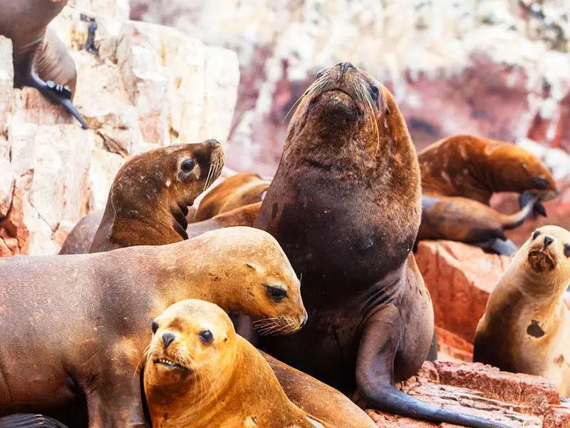Primer plano de lobos marinos descansando en las rocas de las Islas Ballestas