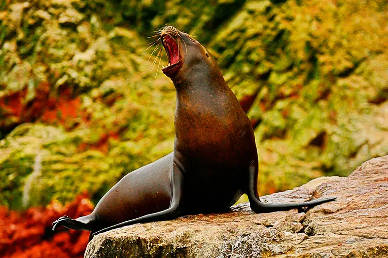 Lobos marinos descansando en las rocas de las Islas Ballestas durante el tour en lancha