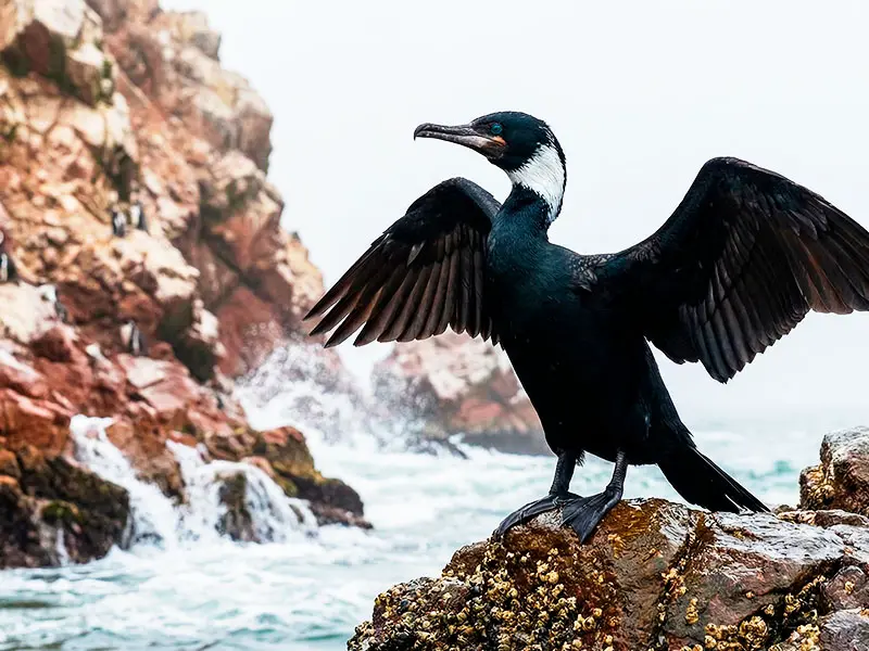 Guanay negro extiende alas en Islas Ballestas Paracas - Fauna marina Perú