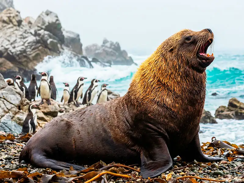 Lobo marino chusco macho dominante Islas Ballestas Paracas - Tours familia
