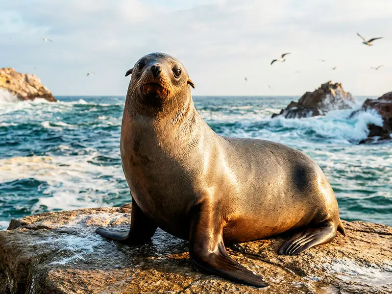 Lobo marino fino hembra curiosa Islas Ballestas Paracas - Excursión Premium