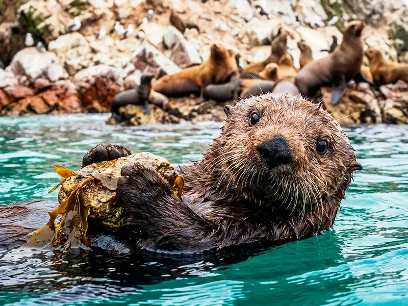 Nutria marina juguetona Islas Ballestas Paracas Perú - Fauna endémica