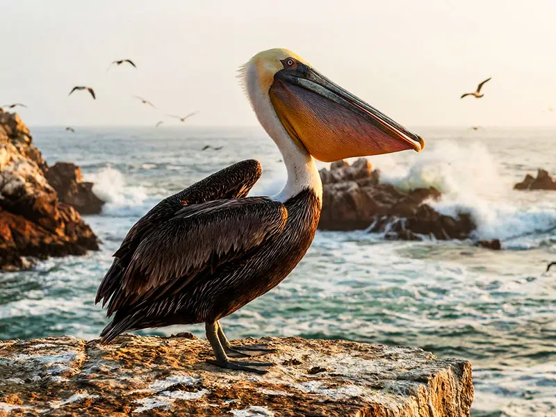 Pelícano peruano descansa Islas Ballestas Paracas - Tour lanchas turísticas