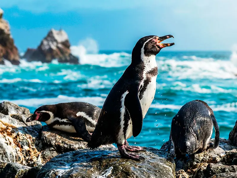 Pingüino de Humboldt parado en roca Islas Ballestas Paracas Perú - Tour Premium VIP
