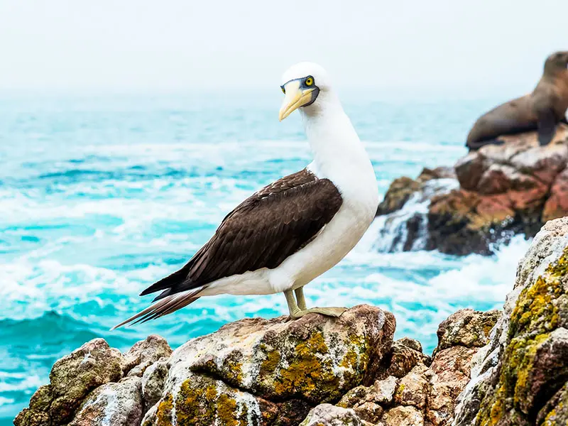 Piquero peruano observa desde roca Islas Ballestas Paracas - Excursión marina